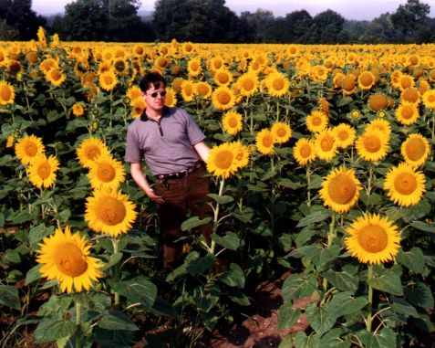 Das Supersonnenblumenfeld auf dem Rckweg.